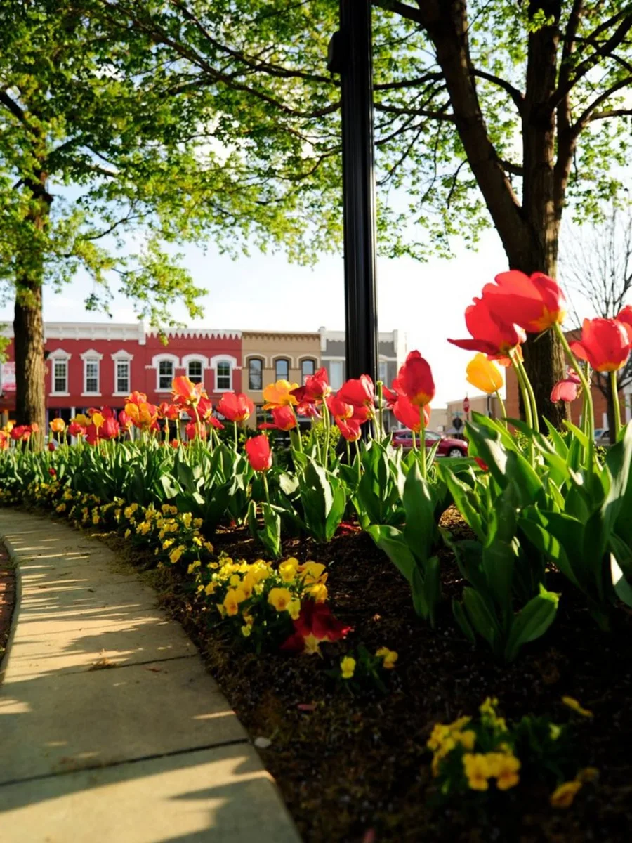 Red and yellow tulips framing the historic storefronts around Downtown Bentonville Square
